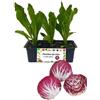 P. Piantine da Orto | Radicchio Chioggia Precoce, Kit 9 Piantine, Pianta Pronta per il Trapianto, Pianta Vera da Orto, da Balcone e da Esterno, Vivaio Italiano