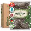 ORAGARDEN Monstera Terra per piante d'appartamento e giardino - 6L Monstera Substrato per piante, palme, fiori - 5 componenti terriccio