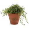 VANDAS Verbena Hybrida - Tappezzante Viola a Fioritura Prolungata | Vaso 13 cm | Ideale per Aiuole e Balconi | Made in Italy