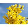 Vivaio Garden Forest Forsythia x intermedia 'Lynwood' Vaso 18 cm | Pianta Ornamentale, Fioritura Gialla Oro, Arbusto a Foglia Caduca, Altezza Fino a 3 m, FOTO REALI