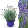 Plantenboetiek.nl Lavandula angustifolia Hidcote - Lavanda - Difficile - Viola - 15-25cm - Ø12cm - Pianta da giardino