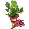 P. Piantine da Orto | Rabarbaro Rosso, Pianta in Vaso Diametro 14 cm, Pianta Pronta per il Trapianto, Pianta Vera da Esterno, Piantina Aromatica per Balcone o Terrazzo, Vivaio Italiano