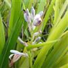 le Georgiche Vivai le Georgiche - Pianta vera di Alpinia galanga Alpinia zingiberina Galanga, Zenzero Thailandese, Zenzero siamese - vaso Ø 12 cm - altezza alla vendita 30-40 cm