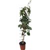Generic Vivaio Garden Forest Pianta di Kiwi Actinidia Chinensis, Pianta Autofertile, Pianta di Kiwi, Pianta reale, Pianta rampicante, Cina, Sapore dolce, Frutta ricca di Vitamina C, Vaso 18cm, H180cm