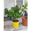 Vivaio di Castelletto Limone lunario Citrus limon 4 stagioni pianta in vaso giallo ø22 cm Agrumi di Sicilia foto reali Vivaio di Castelletto
