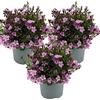 Bloomique - Set di 3 - Campanula Ambella Pink - Campanula - Pianta Coprisuolo - Pianta da Giardino - Resistente al Freddo - Adatta agli Animali - Alta 10-20 cm - Vaso 10,5 cm