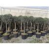 Vivaio di Castelletto Ulivo Olivo varietà Leccino Olea europea bellissimi esemplari ad alberello cfr tronco 9/11 cm pianta in mastello ø40 cm h. 150/200 cm FOTO REALI Vivaio di Castelletto