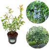 Vivaio di Castelletto Mirtillo gigante americano frutti di bosco pianta già fruttifera in vaso ø18 cm Vivaio di Castelletto