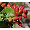 Generic Germinazione I Semi: 10 Semi: Pistacia Vera, Real Pistacchio Semi, Ideal Anche Come, al Gelo