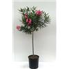 Vivaio di Castelletto Oleandro ad alberello Nerium oleander pianta in vaso ø25 cm h. 100/120 cm Colori Casuali Vivaio di Castelletto