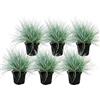 exotenherz Blue fescue grass - Festuca glauca - 9cm pot 6 Pflanzen
