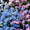Generico 3000+ misti Non ti scordar di me, varietà antica, non OGM, per piantare in giardino, cortile, copertura del terreno, blu, bianco, rosa