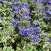 le Georgiche Vivai le Georgiche - Pianta vera di Caryopteris x clandonensis Grand Blue - vaso Ø 15 cm