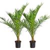Bloomique - Set di 2 - Phoenix Canariensis - Palma delle Canarie - Palma da Giardino - Resistente al Freddo - Alte 80-100 cm - Vaso 19 cm