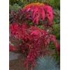 Generic 50 FUOCO FUSO DI AMARANTO Amaranthus Gangeticus Graines de fleurs par