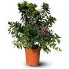 Générique Attitude Jardin - Polygala myrtifolia - pianta fiorita - 60-70 cm - ⌀ 19 cm - pianta da esterno
