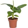 Bloomique - Musa Dwarf Cavendish - Pianta di Banano - Pianta da Interno - Purifica l'Aria - Adatta agli Animali - Alta 20-30 cm - Vaso 12 cm
