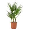 Bloomique - Washingtonia Robusta - Palma Messicana a Ventaglio - Palma da Giardino Resistente al Freddo - Piante da Esterno - Altezza 50-60 cm - Vaso 14 cm