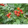 AMAZONSEEEDS ROSA CANINA PIANTA DI 2 ANNI VASO 2 LITRI 70-80 CM
