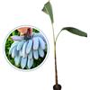 Generico Vivaio Garden Forest Pianta di Banano Blue Java 'Musa Acuminata', Pianta vera, Pianta da frutto, Banane Blu, Sapore Vaniglia, Cremoso, Resistenza al freddo, Pianta rara, Giardinaggio, h100 cm