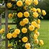 BNSOIDE Rizomi di rosa, piantare rose, rose a radice nuda, ideali per la decorazione, ideali per da giardino, Crescita rapida-1 Rizoma-C