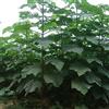 Generic Shantong ibrido Paulownia Shan Tong 500 grani d'albero