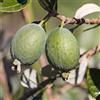 Dennis Botanic Collection Pianta di Feijoa Autofertile (varietà UNIQUE) - Acca Sellowiana