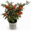 VANDAS Solanum Pseudocapsicum Bartoli - Pianta Ornamentale con Bacche Decorative | Esposizione in Pieno Sole | Facile Coltivazione | Made in Italy