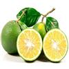 eGarden.store pianta di Mapo Citrus Tangelo albero di mapo albero del mapo pianta vera età 2 anni pianta venduta da eGarden.store