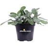 eGarden.store Pianta di Salvia Officinalis Latifolia o Salvia a Foglia Larga pianta aromatica profumata commestibile da usare in cucina pianta vera da esterno venduta da eGarden.store