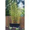 Vivaio di Castelletto Bamboo dorato Phyllostachys aurea bambù sempreverde da siepe per privacy e schermature in vaso ø18 cm h. 200 cm circa Vivaio di Castelletto