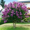 Vivaio di Castelletto Lagerstroemia indica Viola Powhatan pianta in vaso ø19 cm h. 60/80 cm Vivaio di Castelletto