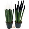 POWERS TO FLOWERS - SANSEVERIA CILINDRICA COLOR LIFE BIANCO e NERA, Altezza 25/30cm, piante vere