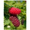 Vivaio Garden Forest Rubus Tayberry - Pianta Ibrido Mora-Lampone H 80 cm, Vaso18 cm - Frutti Dolci e Aromatici, Ricchi di Antiossidanti, Ideale per Orti Familiari