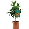 SUN TOUCH Pianta di Arancio Caniculata - Citrus Aurantium - H50-60cm - vaso ø18 (Coccio)