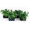 POWERS TO FLOWERS - PREZZEMOLO GIGANTE D'ITALIA BIO, 24 PIANTE BIO, Piante vere