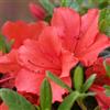 le Georgiche Vivai le Georgiche - Pianta vera di Azalea Encore Sunset Serie Encore® Rododendro 'Sunset' - vaso Ø 18 cm - altezza alla vendita 20-30 cm