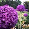 Generic 100 Allium gigante Allium Semi Giganteum Viola Allium gigante ornamentale Cipolla