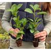 Vivaio di Castelletto Lauroceraso Prunus laurocerasus 40 piante da siepe in vaso ø9 cm Vivaio di Castelletto