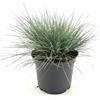 Vivaio di Castelletto Festuca blu Festuca glauca Elijah Blue graminacee ornamentali pianta in vaso ø14 cm Vivaio di Castelletto