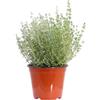 eGarden.store pianta vera di Timo o Thymus diverse varietà da scegliere (Timo)