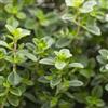 le Georgiche Thymus citriodorus (Timo al Limone) [Vaso Ø14cm]