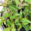 le Georgiche Salvia ananas [Vaso Ø14cm]