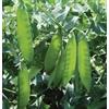 Generic 100 semi di 1A003 Taccole giganti