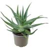 Vivaio di Castelletto Aloe arborescens Aloe padre Romano Zago pianta officinale in vaso ø14 cm pianta grassa sempreverde Made in Italy Vivaio di Castelletto