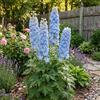 Bloomique - Set di 6 - Delphinium M.Fount.Sky Blue - Speronella - Ricca fioritura - Resistente all'inverno - Perenne - Altezza 10-20 cm - Vaso 9 cm
