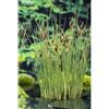 NATURAVIVA dal 1995 PIANTE DA FITODEPURAZIONE per laghetto da giardino, pond, minipond, vasche con pesci, laghetti balneabili, stagni. (9 PIANTE IN MIX)