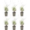 Bloomique - Set di 6 - Lavandula Angustifolia 'Dwarf Blue' - Lavanda - Ricca fioritura - Attrae api e farfalle - Resistente al freddo invernale - Perenne - Altezza 10-20 cm - Vaso da 9 cm
