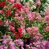 Vivaio di Castelletto Lagerstroemia indica 3 piante in vaso 7X7 cm COLORI CASUALI Vivaio di Castelletto