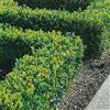 GardenersDream Piante di Bosso da Siepe 20-40 cm Bosso Sempervirens Folta Siepe Sempreverde (10 Piante)